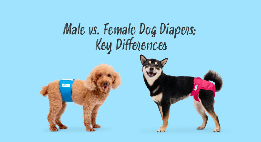 Poodle in Blue Reusable Belly Band and Shiba in Pink Washable Dog Diaper