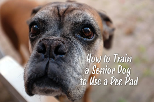 How to Train a Senior Dog to Use a Pee Pad