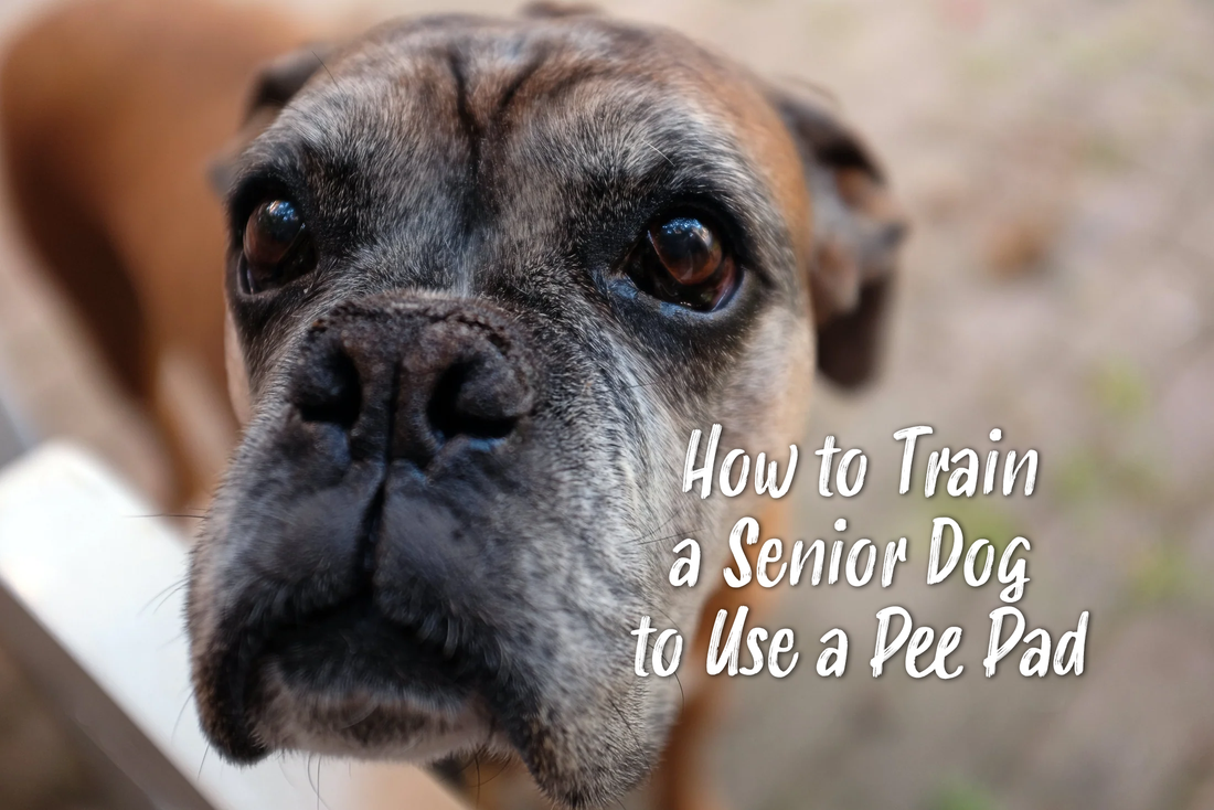 How to Train a Senior Dog to Use a Pee Pad