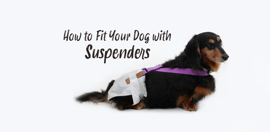 How to Fit Your Dog with Suspenders