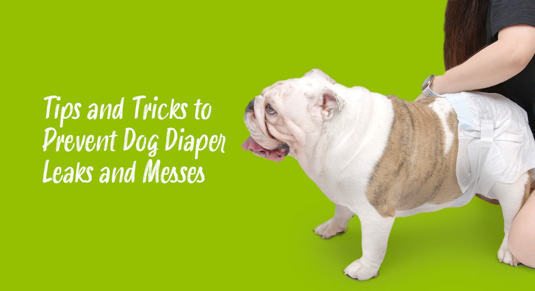 Tips and Tricks to Prevent Dog Diaper Leaks and Messes
