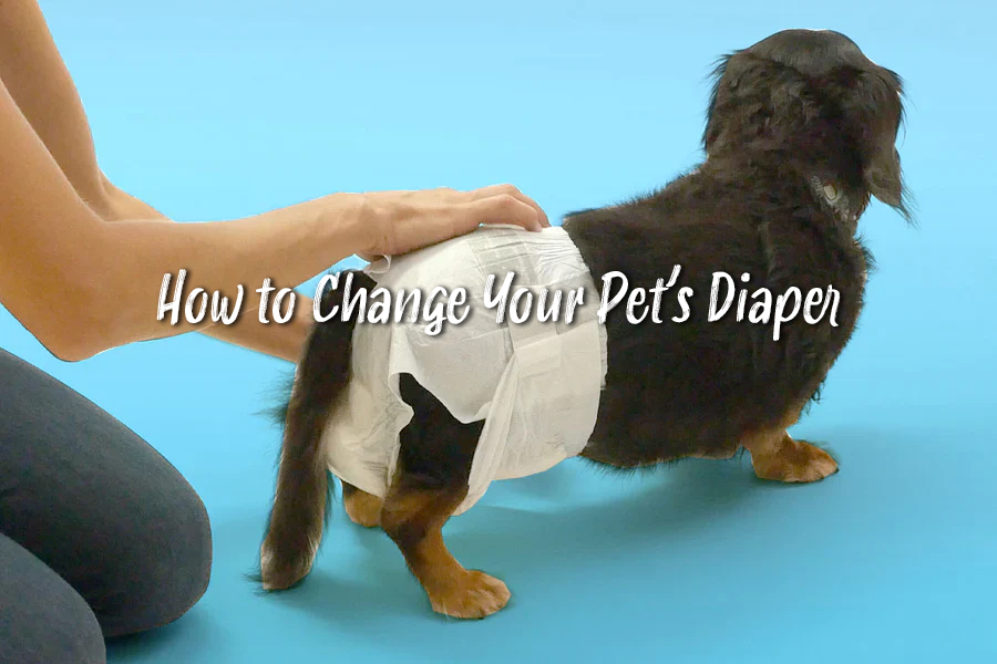 How to Change a Dog: Expert Tips for Lasting Behavior Transformation