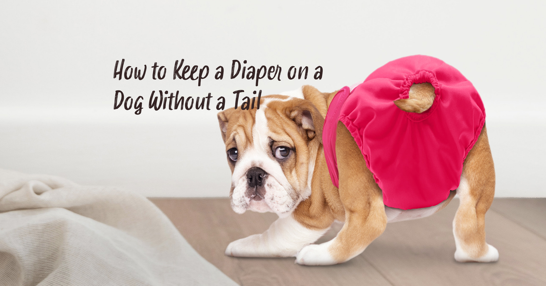 How to Keep a Diaper on a Dog Without a Tail
