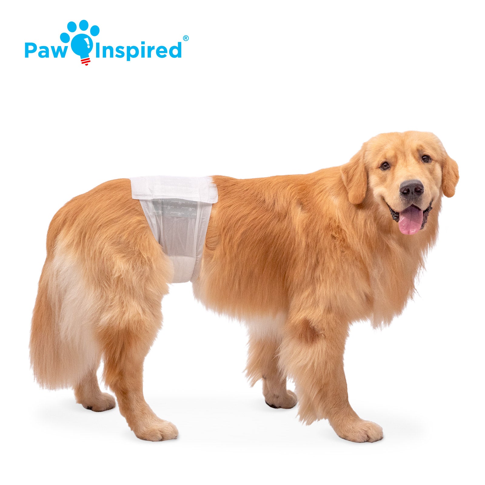 Golden Retriever wearing Paw Inspired disposable male wrap, large size, standing on white background.