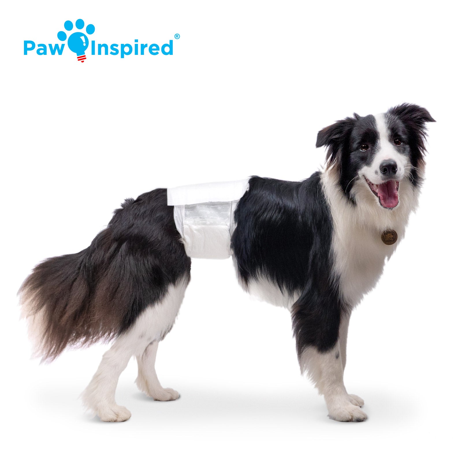 Border Collie wearing Paw Inspired disposable male wrap, medium size, standing on white background.