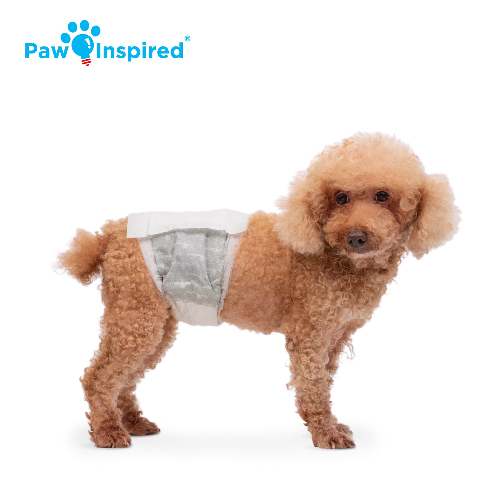 Poodle wearing Paw Inspired disposable male wrap, small size, standing on white background.
