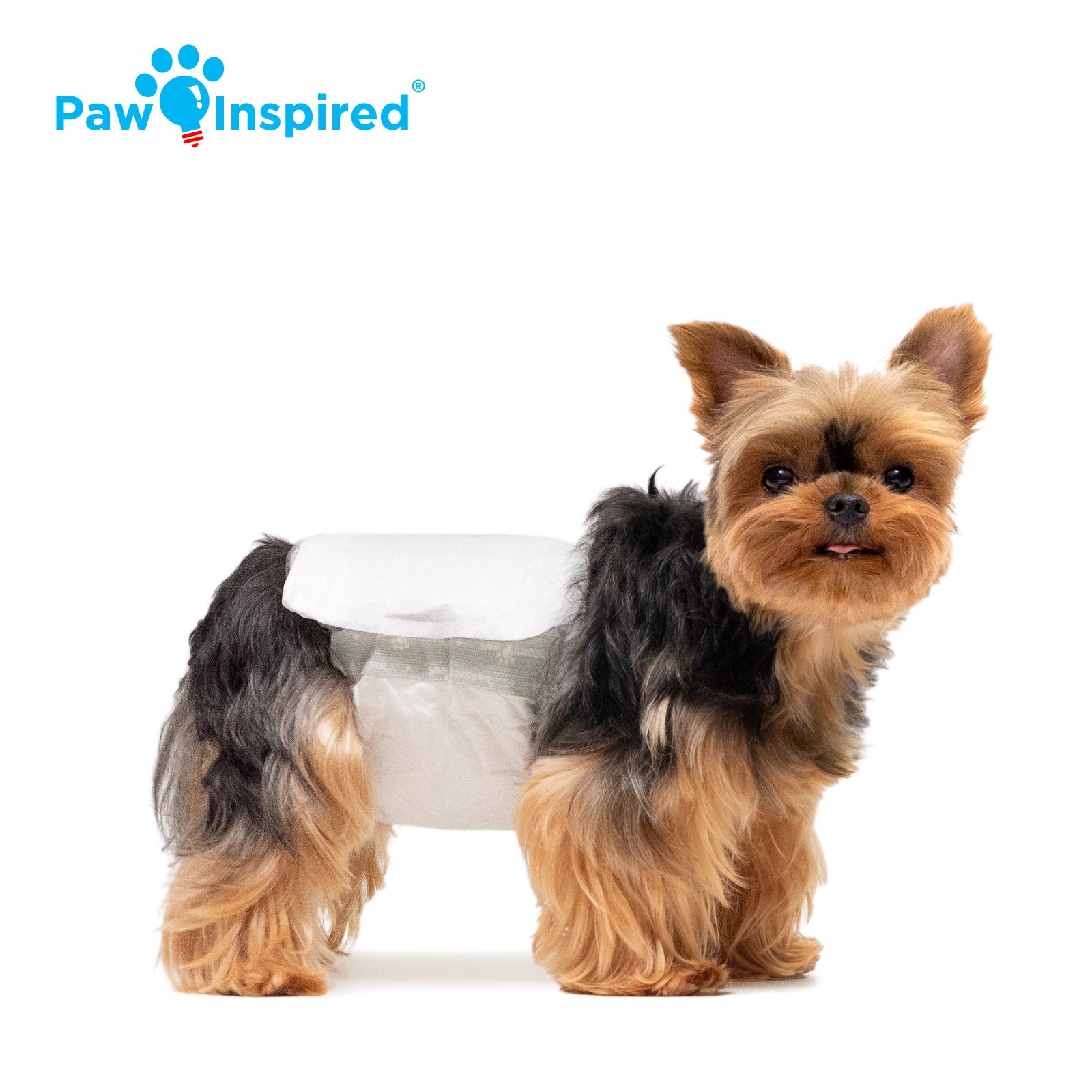 Yorkshire Terrier wearing Paw Inspired disposable male wrap, extra small size, standing on white background.