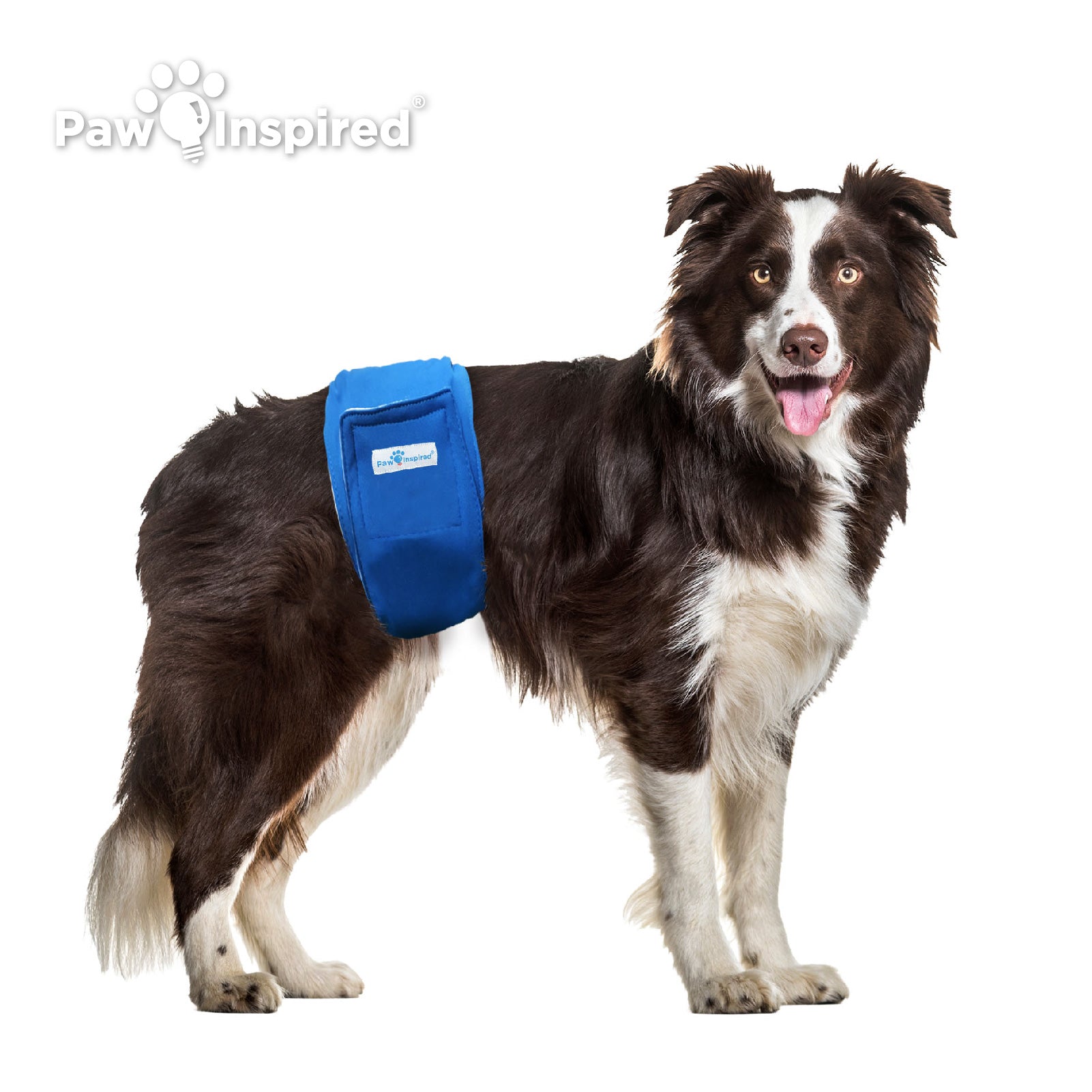 Border Collie wearing Paw Inspired washable male wrap in blue, ideal for male marking or senior dogs needing long-lasting, leak-proof protection.