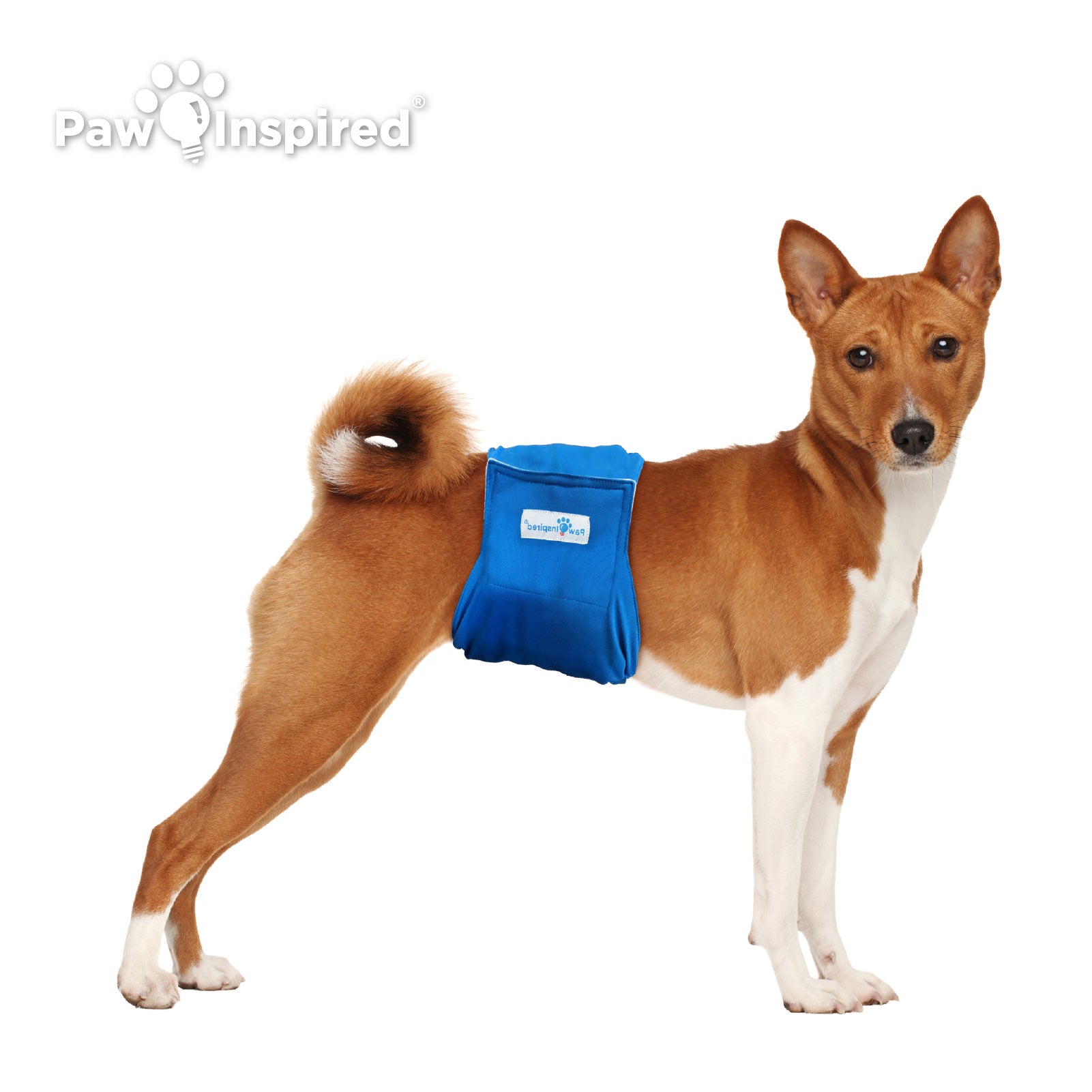 Basenji dog modeling Paw Inspired washable male wrap in blue, highlighting adjustable fit and durable reusable fabric for medium breeds.