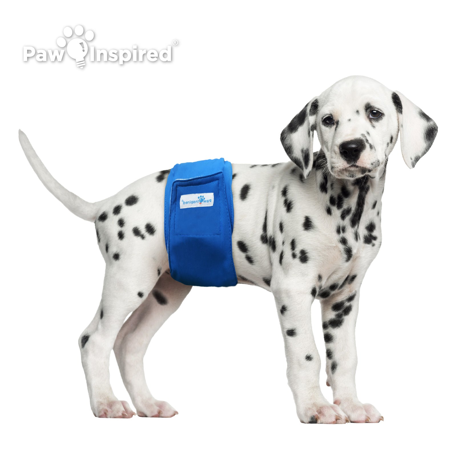 Dalmatian puppy wearing blue Paw Inspired washable male wrap, designed for secure fit and leak-proof protection during potty training or incontinence.