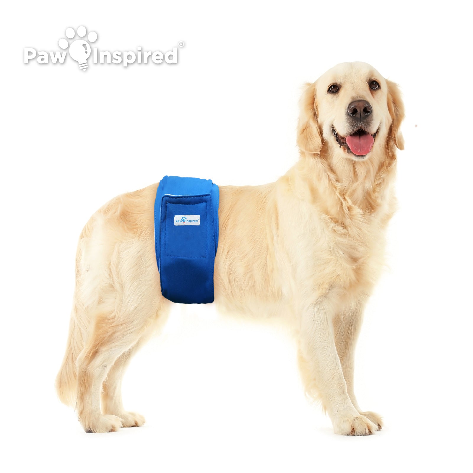 Golden Retriever wearing Paw Inspired reusable male belly band in blue, providing comfort, absorbency, and a secure fit for large dogs.