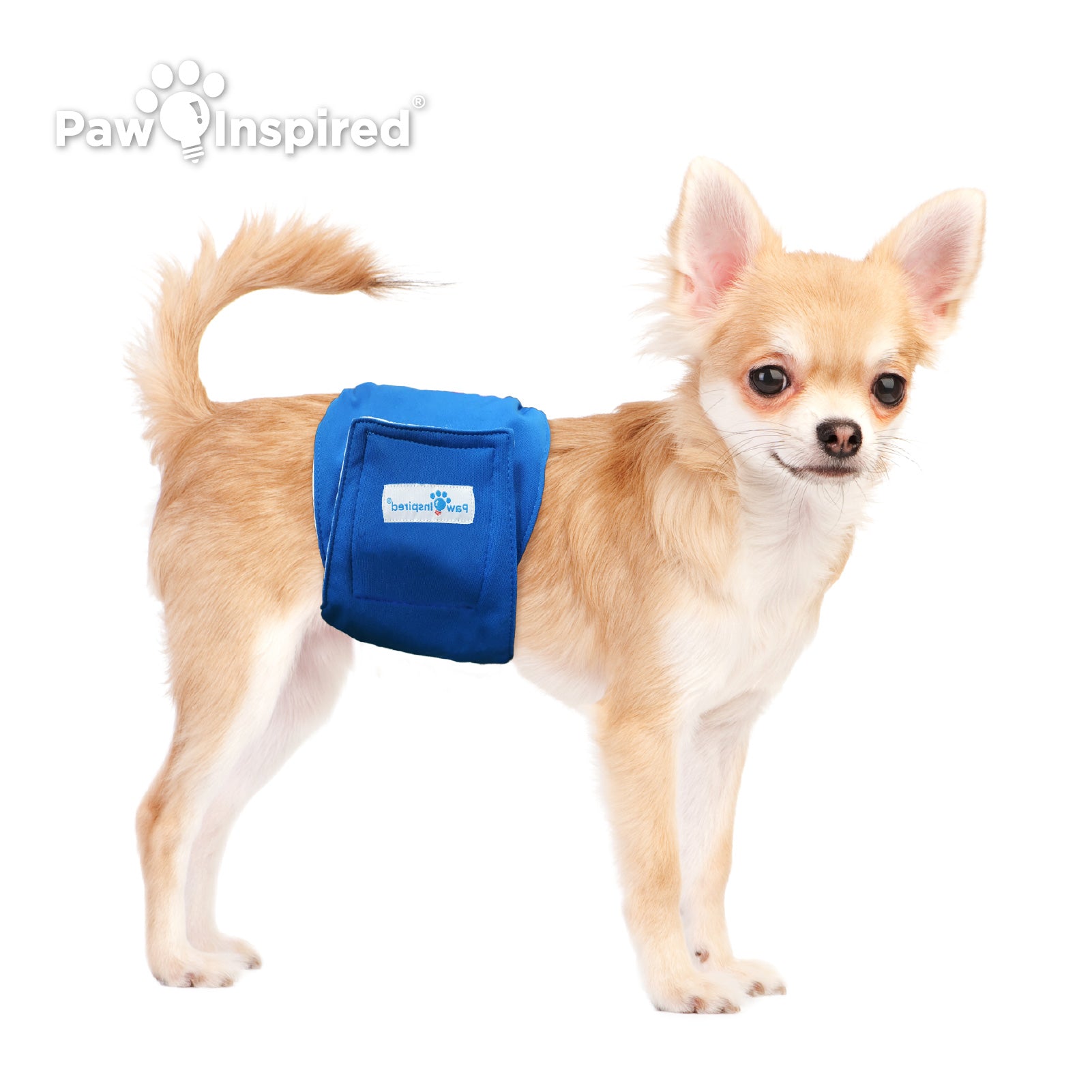 Small tan Chihuahua wearing Paw Inspired washable male dog diaper in blue, demonstrating fit and comfort for small breeds.