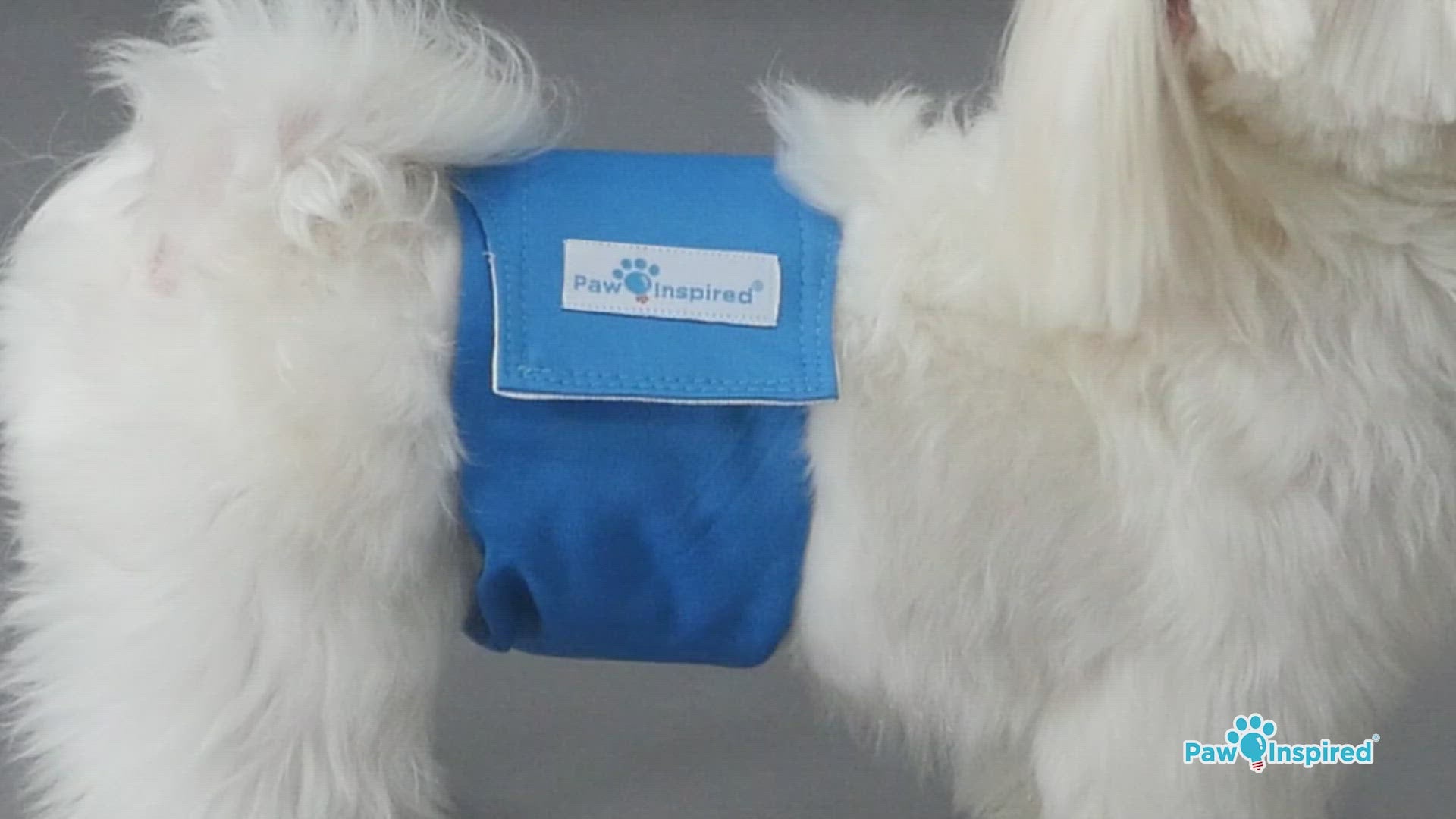 Small white dog wearing a blue Paw Inspired washable male wrap, demonstrating comfortable and secure fit on fluffy coats.