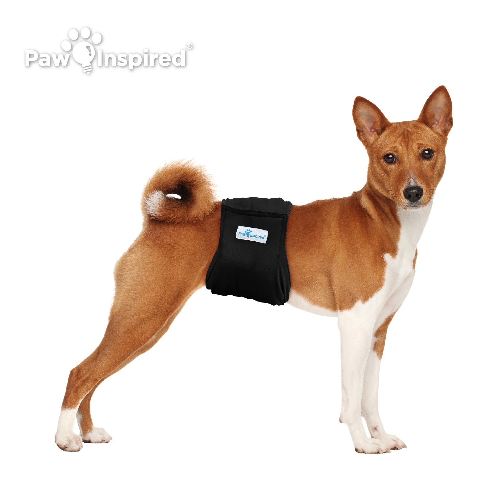 Medium-sized Basenji dog wearing Paw Inspired black washable male dog wrap, standing against a white background to show proper fit.
