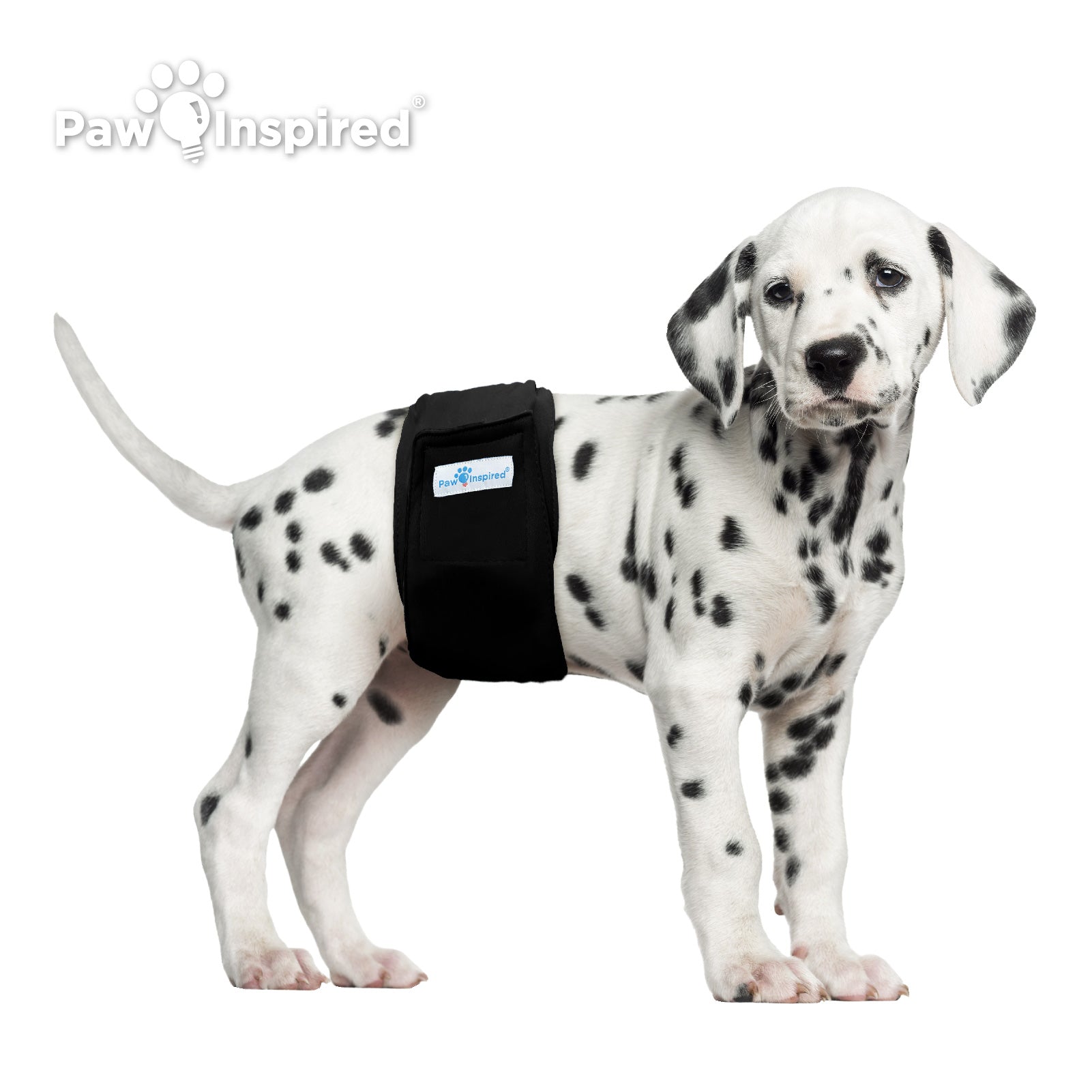 Dalmatian puppy wearing Paw Inspired black washable male dog wrap in small size, shown standing against white background for fit demonstration.