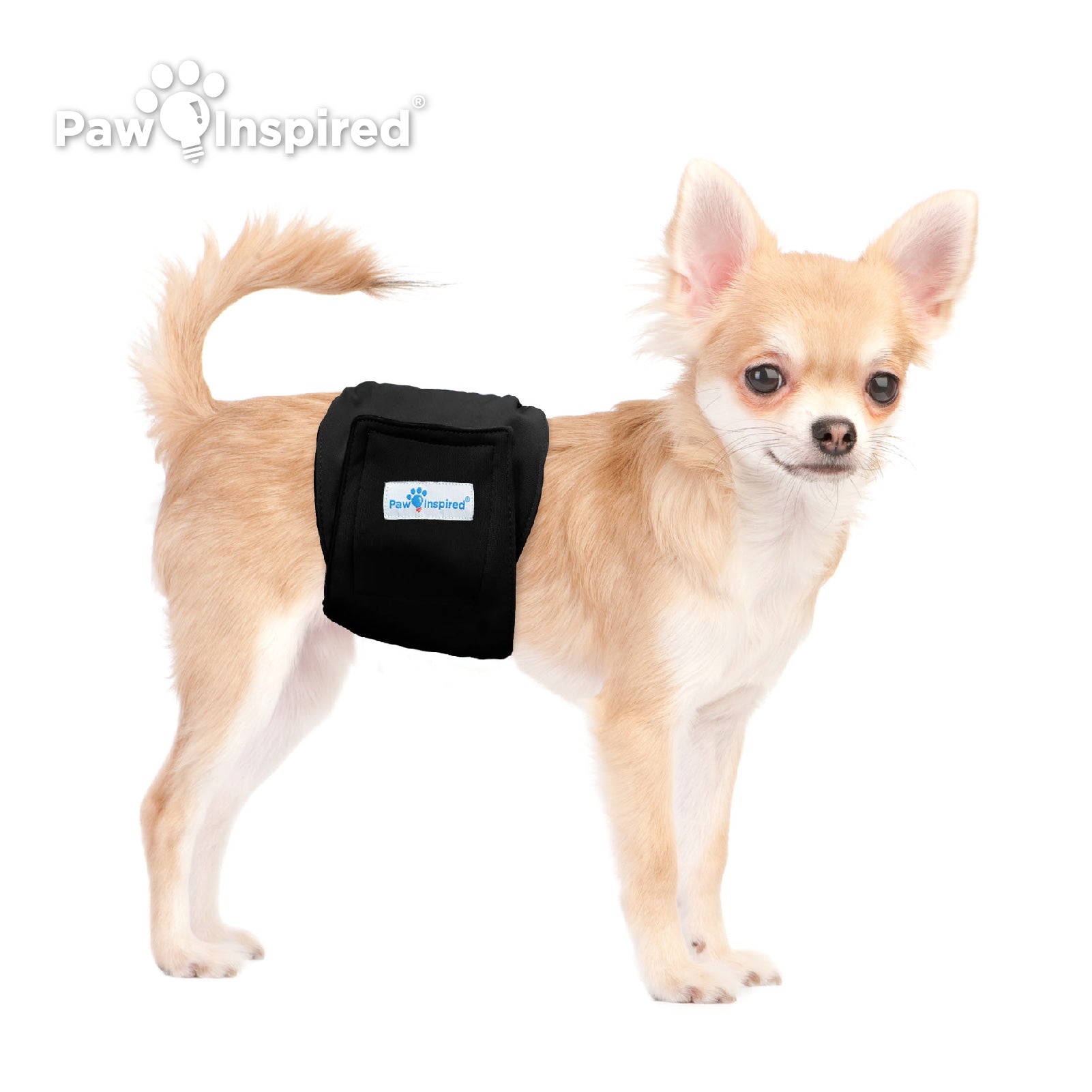 Small Chihuahua wearing Paw Inspired black washable male dog wrap in extra small size, ideal for small male dogs with secure fastener and snug fit.