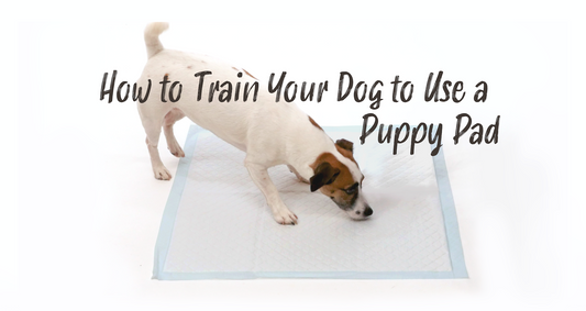 How to Train Your Dog to Use a Puppy Pad