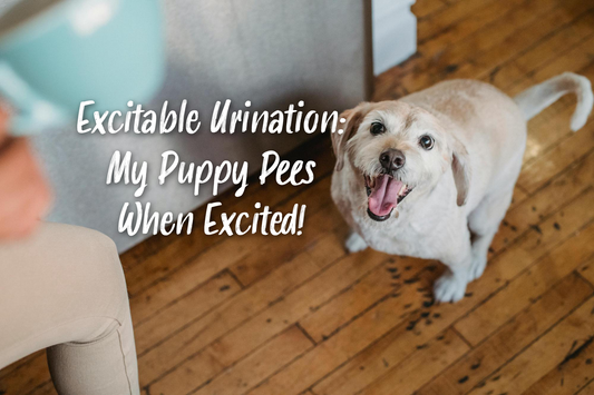 excitable urination in puppies: signs, training, solutions, and managment