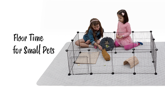 Floor Time for Pets