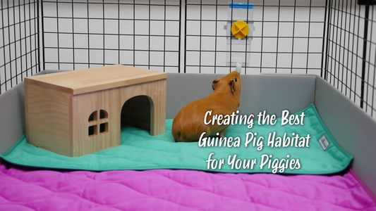 Creating the Best Guinea Pig Habitat for Your Piggies