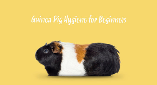 Guinea Pig Hygiene for Beginners