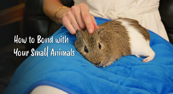 How to Bond with Your Small Animals: A Step-by-Step Guide