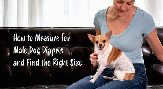 How to Measure for Male Dog Diapers and Find the Right Size