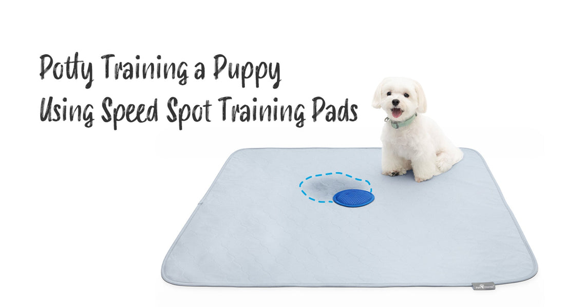 Potty Training a Puppy Using Speed Spot Training Pads