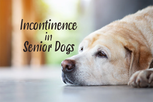 Incontinence in Senior Dogs