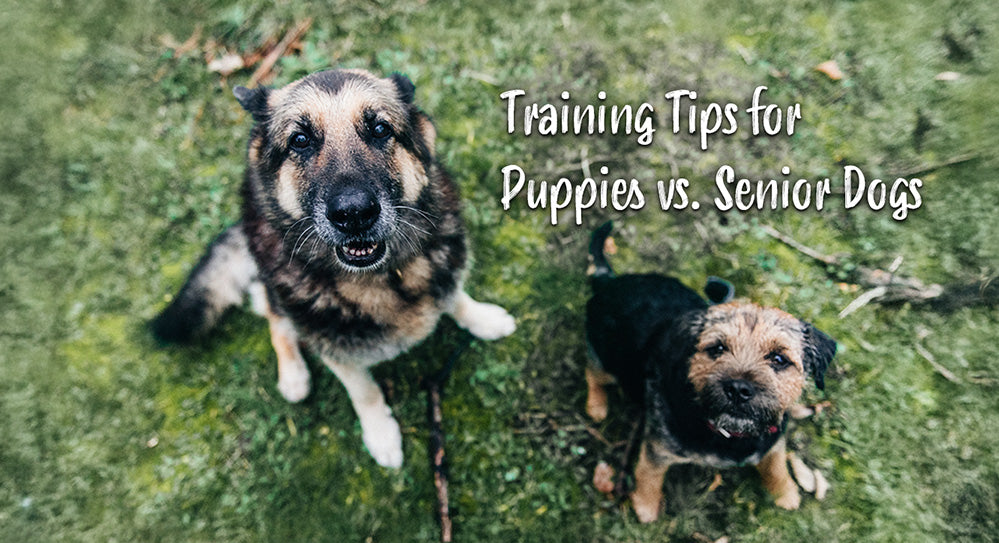 Training Tips for Puppies vs. Senior Dogs