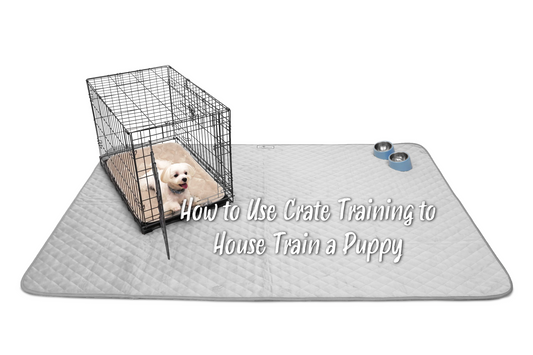 How to Use Crate Training to House Train a Puppy