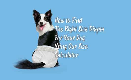 How to Find the Right Size Diaper for Your Dog: Using Our Size Calculator