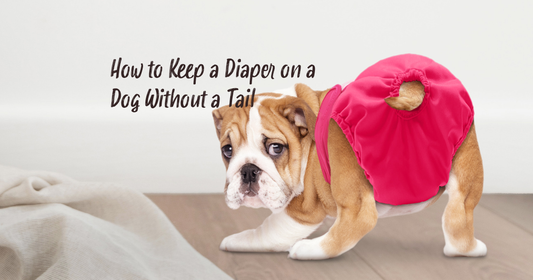How to Keep a Diaper on a Dog Without a Tail
