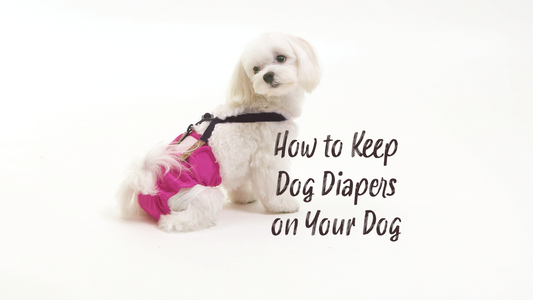 White Maltese Dog in Pink Washable Diapers and Suspenders
