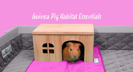 Guinea Pig Habitat Essentials: Cage Setup and Cleaning Routine