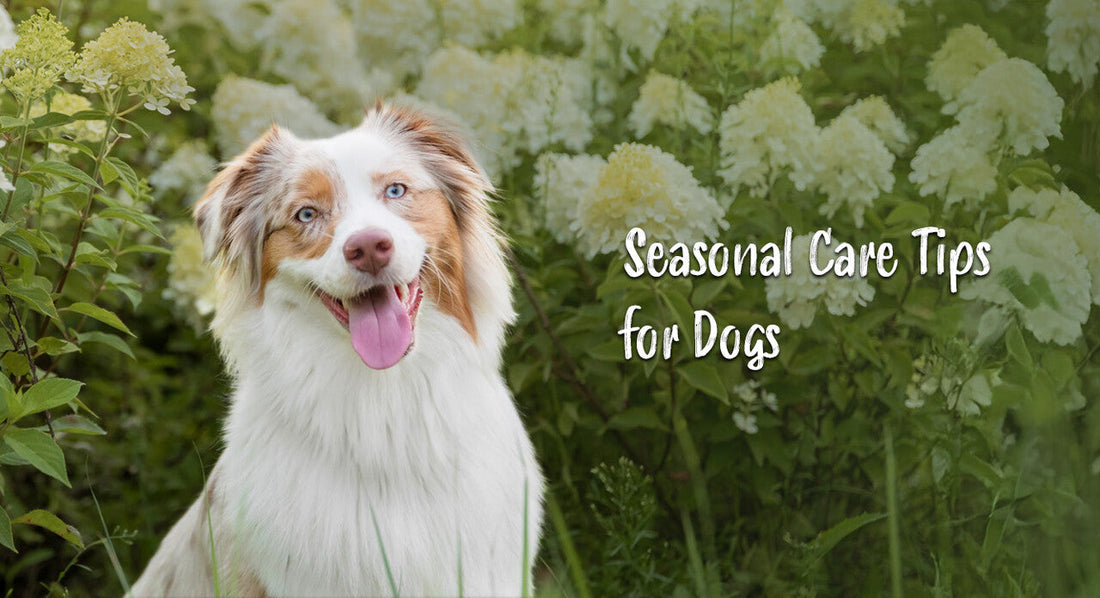 Seasonal Care Tips for Dogs