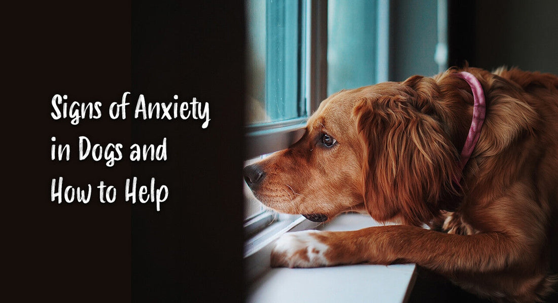 Signs of Anxiety in Dogs and How to Help
