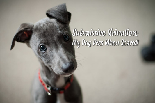 Submissive Urination: My Dog Pees When Scared!