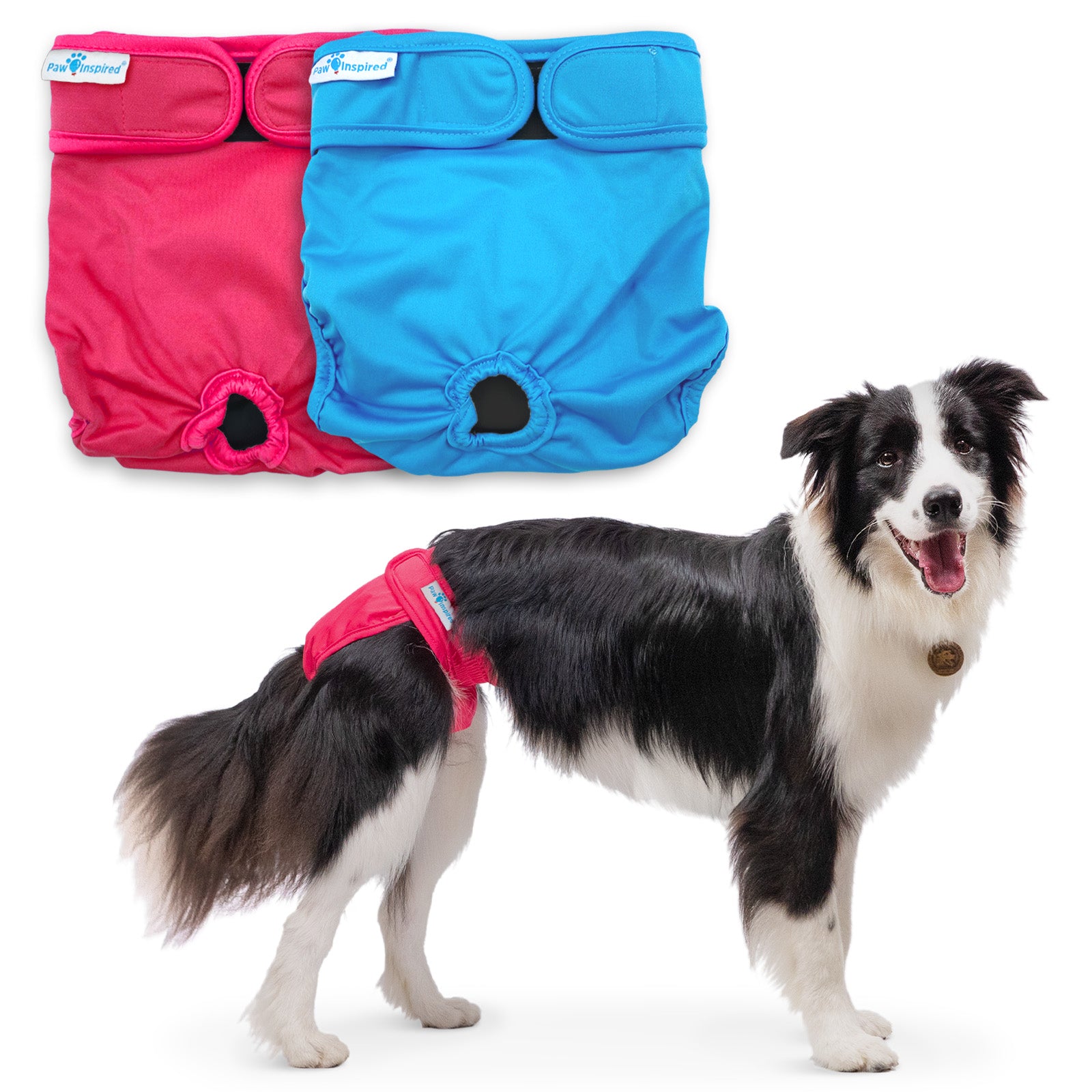 Border Collie wearing a red dog diaper, with red and blue diaper colors displayed in the background.