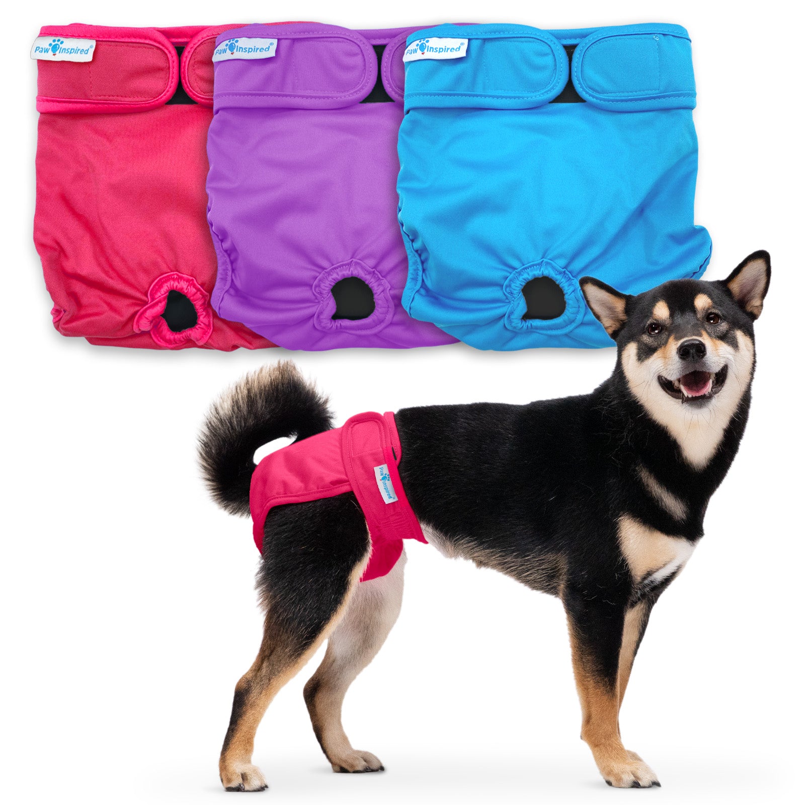 Medium-sized dog (Shiba Inu) wearing a red dog diaper; red, purple, and blue diaper colors shown behind.