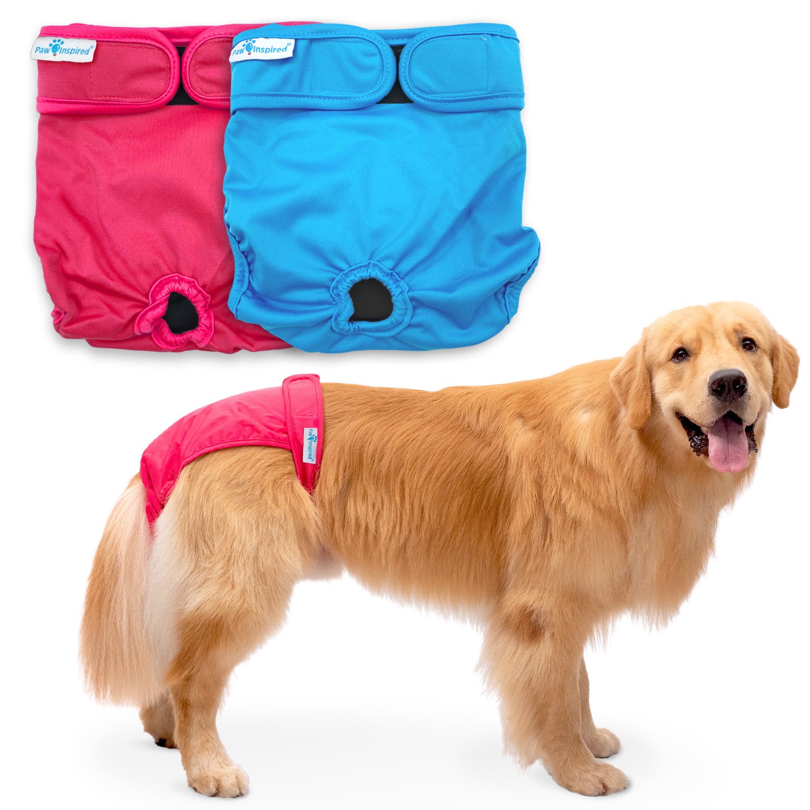 Golden Retriever wearing a red dog diaper, with two diapers (red and blue) displayed above.