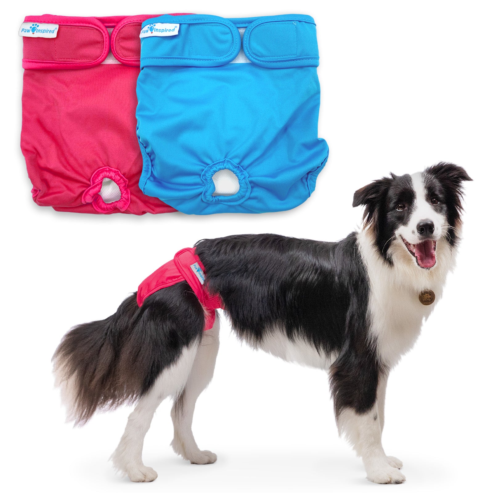 Border Collie wearing a red large Paw Inspired dog diaper, with two folded diapers in red and blue displayed above.