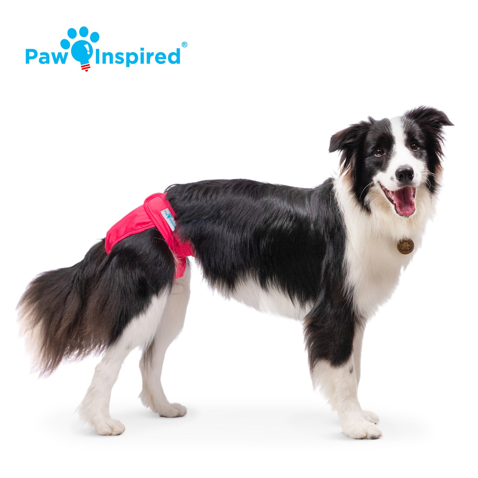 Border Collie wearing a red large Paw Inspired dog diaper, standing in profile view with a happy expression.
