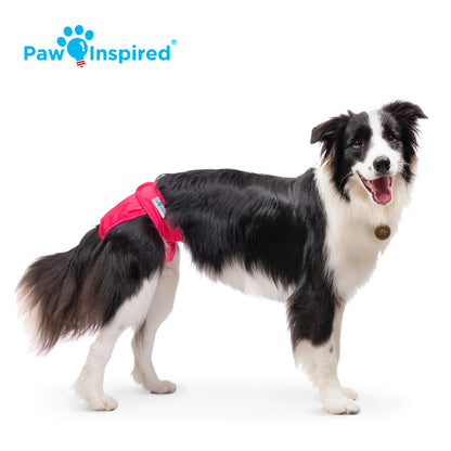 Border Collie wearing a red large Paw Inspired dog diaper, standing in profile view with a happy expression.