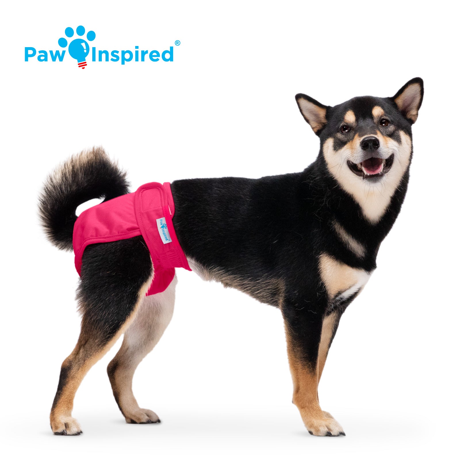 Shiba Inu wearing a red medium Paw Inspired reusable dog diaper, standing and smiling in a white studio background.