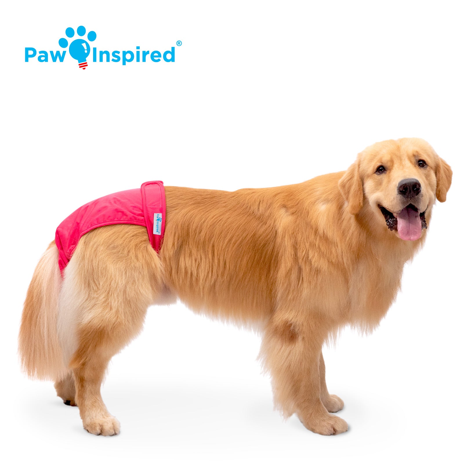 Golden Retriever wearing a red dog diaper, standing on a white background with the Paw Inspired logo.