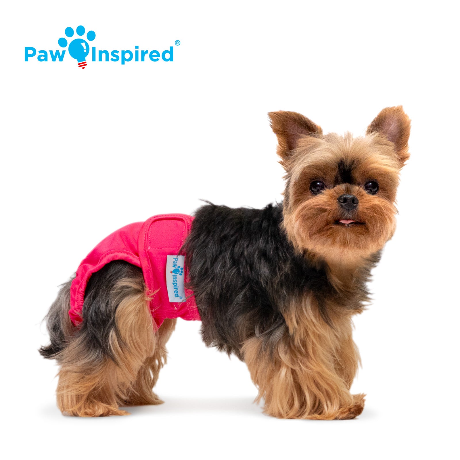 Yorkshire Terrier modeling Paw Inspired washable dog diaper in red – reusable, waterproof, and snug-fitting.