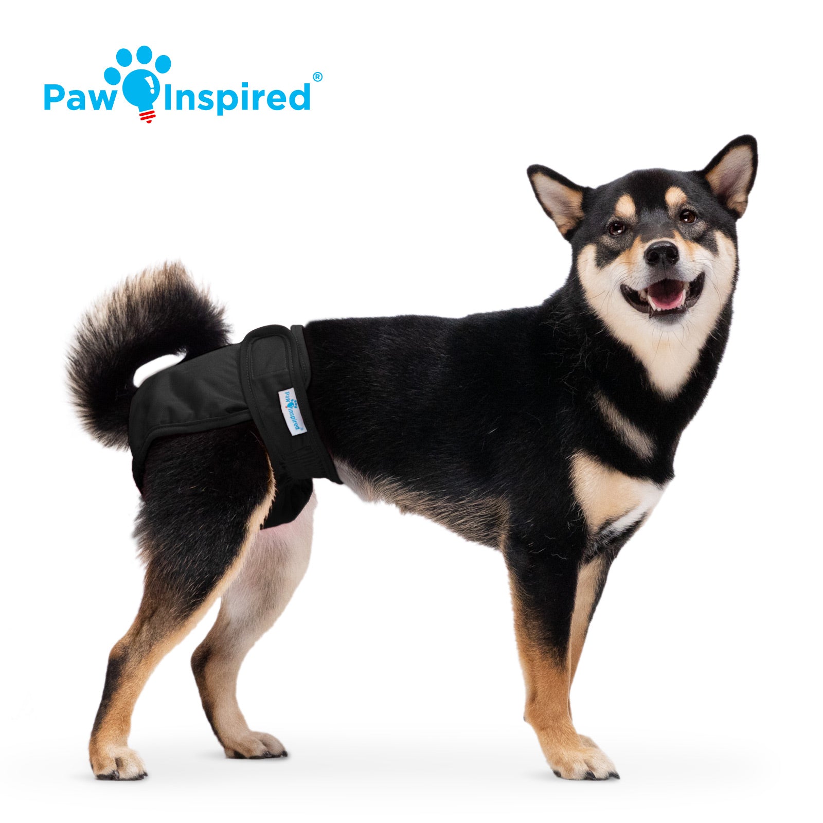 Shiba Inu dog posing in a black washable dog diaper with the Paw Inspired logo on a white background.