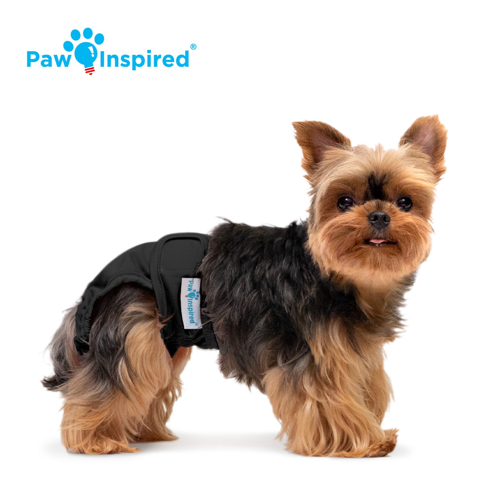 Yorkshire Terrier wearing a black washable dog diaper with the Paw Inspired logo in the top left corner.