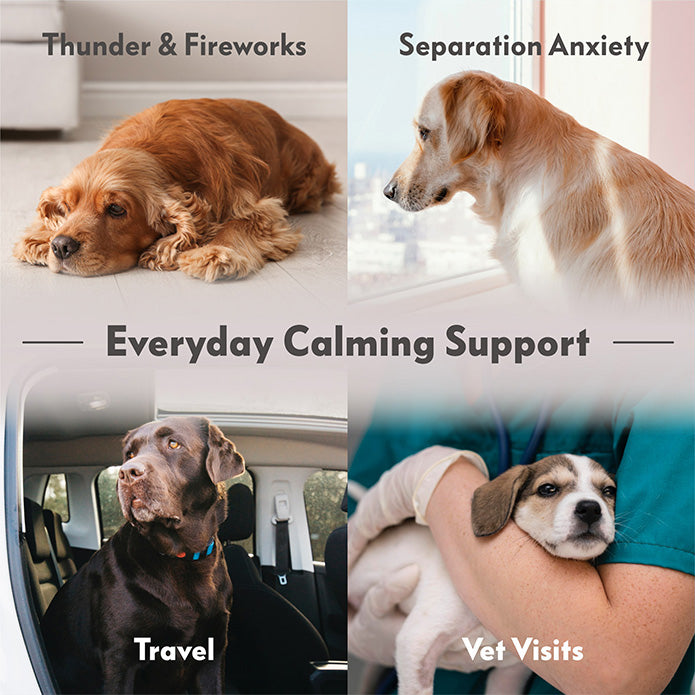 Anxiety Vest's versatility for various stressful situations including thunderstorms, fireworks, travel, vet visits, and separation anxiety.